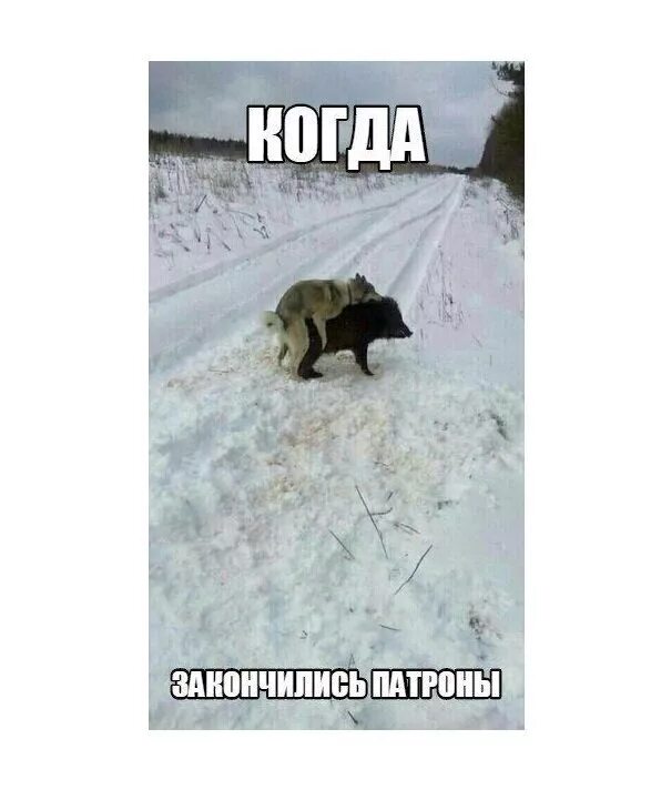 2010 кончились. Когда кончились патроны. когда кончились патроны кабан. когда кончились патроны фото. 5 января приколы.