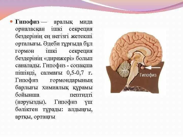 Гипофиз. Гипофиз расположение в голове. Гипофиз и эпифиз. Расположение гипофиза в головном мозге.