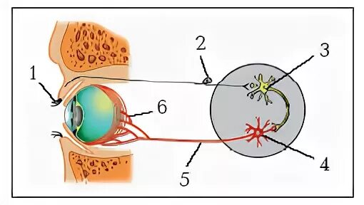 Рефлекторная дуга мигательного рефлекса. Рефлекторная дуга мигательного рефлекса рисунок. Схема дуги мигательного рефлекса. Схема рефлекторной дуги мигательного рефлекса.