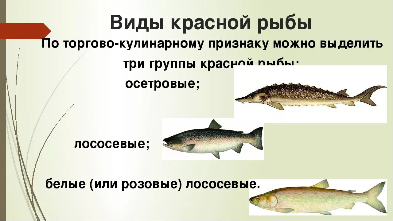 Какие рыбы лососевые. Осетровые и лососевые рыбы. Красная рыба виды. Красная рыба виды названия. Рыба семейства лососевых список названий.
