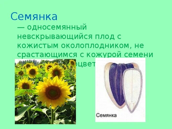 Семянка односемянный. Описание плода семянка. Сложноцветные плод семянка. Невскрывающиеся плоды семянка. Кожистый околоплодник