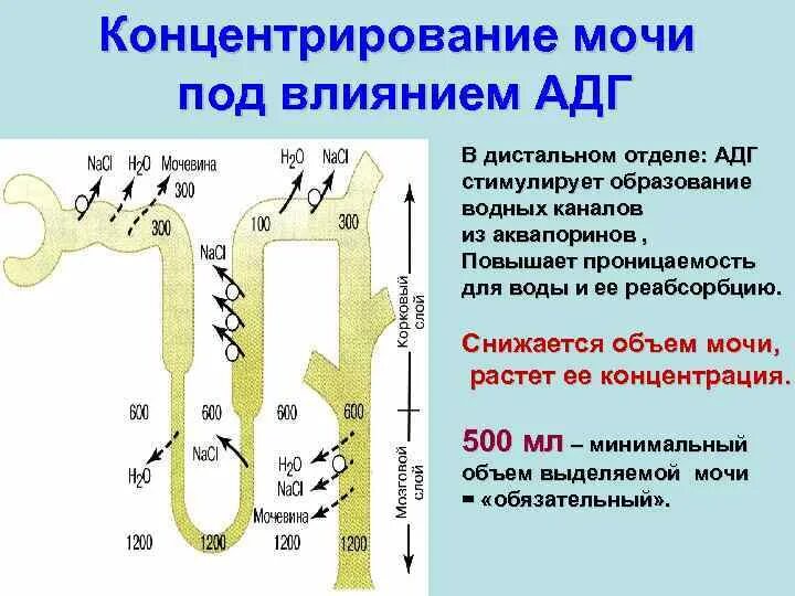 Противоточно поворотный механизм почки. Фильтрация секреция и реабсорбция физиология почек. Проницаемость отдела нефрона. Реабсорбция воды в почечных канальцах. Всасывание воды в почках происходит