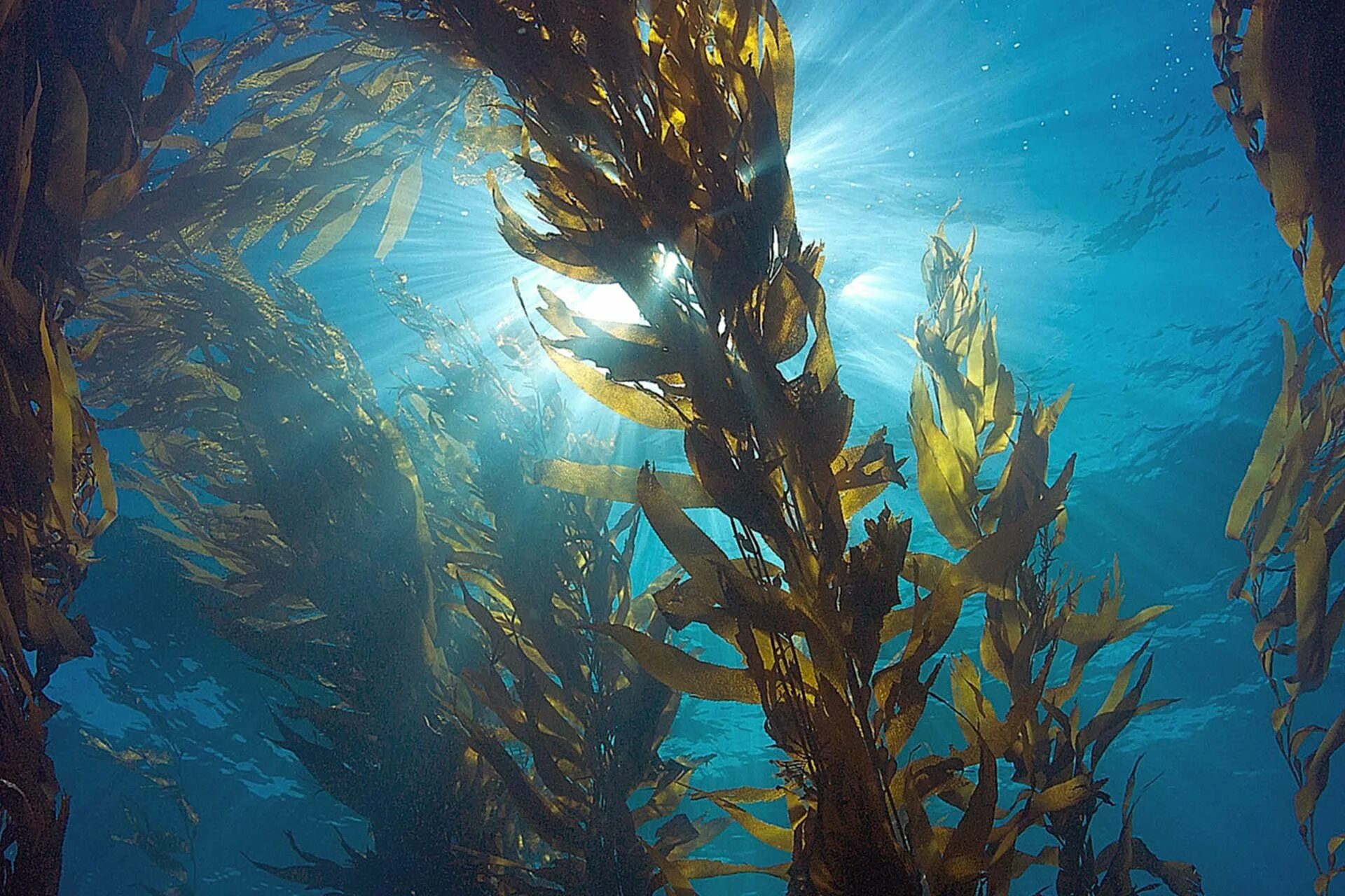 Ламинария в холодных морях. Саргассово море бурые водоросли. Водоросль морская капуста ламинария. Бурые водоросли ламинария. Ламинария фукус бурые.