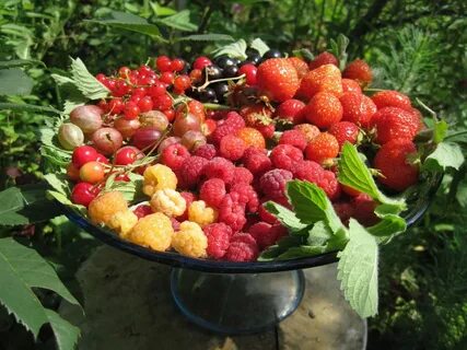 Куфар ягоды