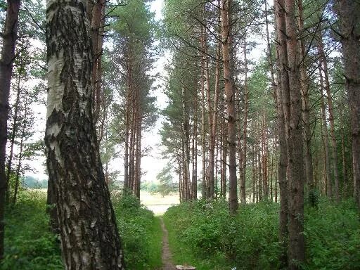 Пруд коровка сергиев посад. Фото черниговский лес. Пруд коровка сергиев посад. Посадский лес серпухов. Черниговский лес.