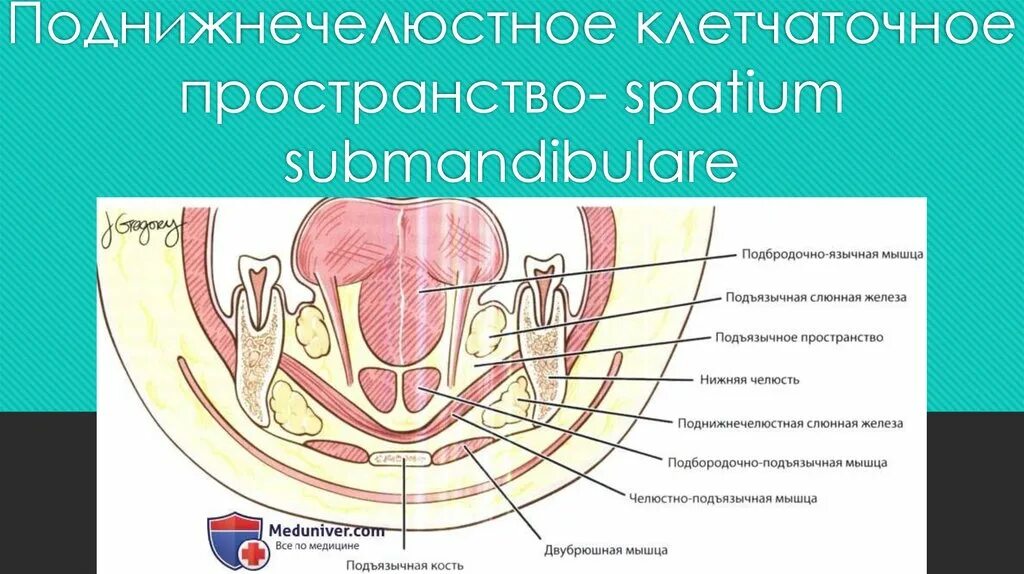 Пространства дна полости рта. Поднижнечелюстное клетчаточное пространство. Прднижнечелбстное пространство. Клетчаточные пространства дна полости. Клетчаточные пространства дна полости рта.