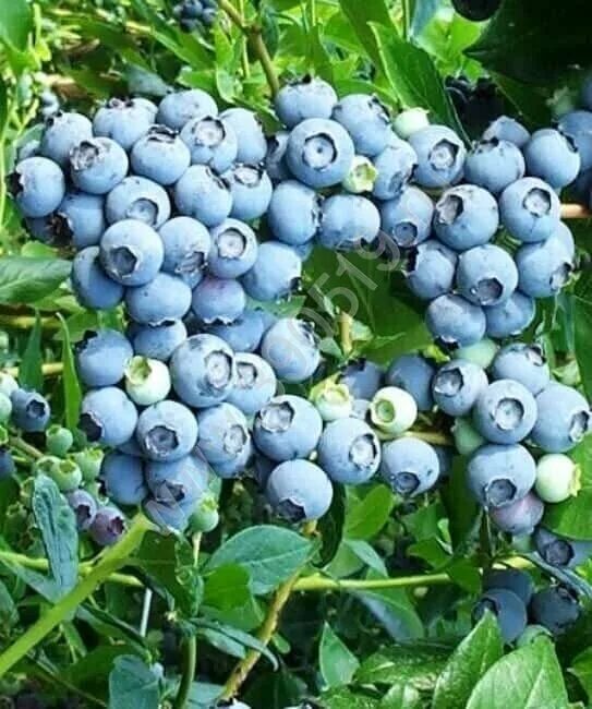 Голубика сорт дюк. Саженцы голубика чандлер. Голубика чандлер куст. Голубика высокорослая торо. Голубика высокорослая блюголд.