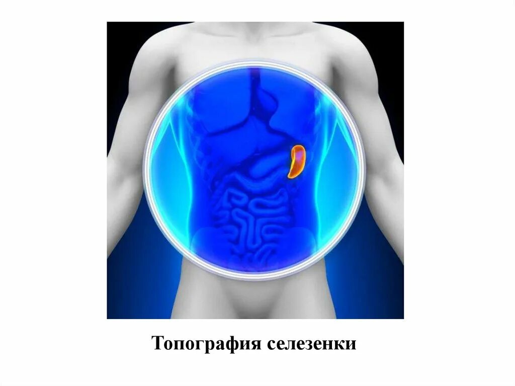 Слабости селезенки. Селезенка анатомия топография. Синтопия селезенки топография. Селезенка топографическая анатомия. Скелетотопия селезенки.