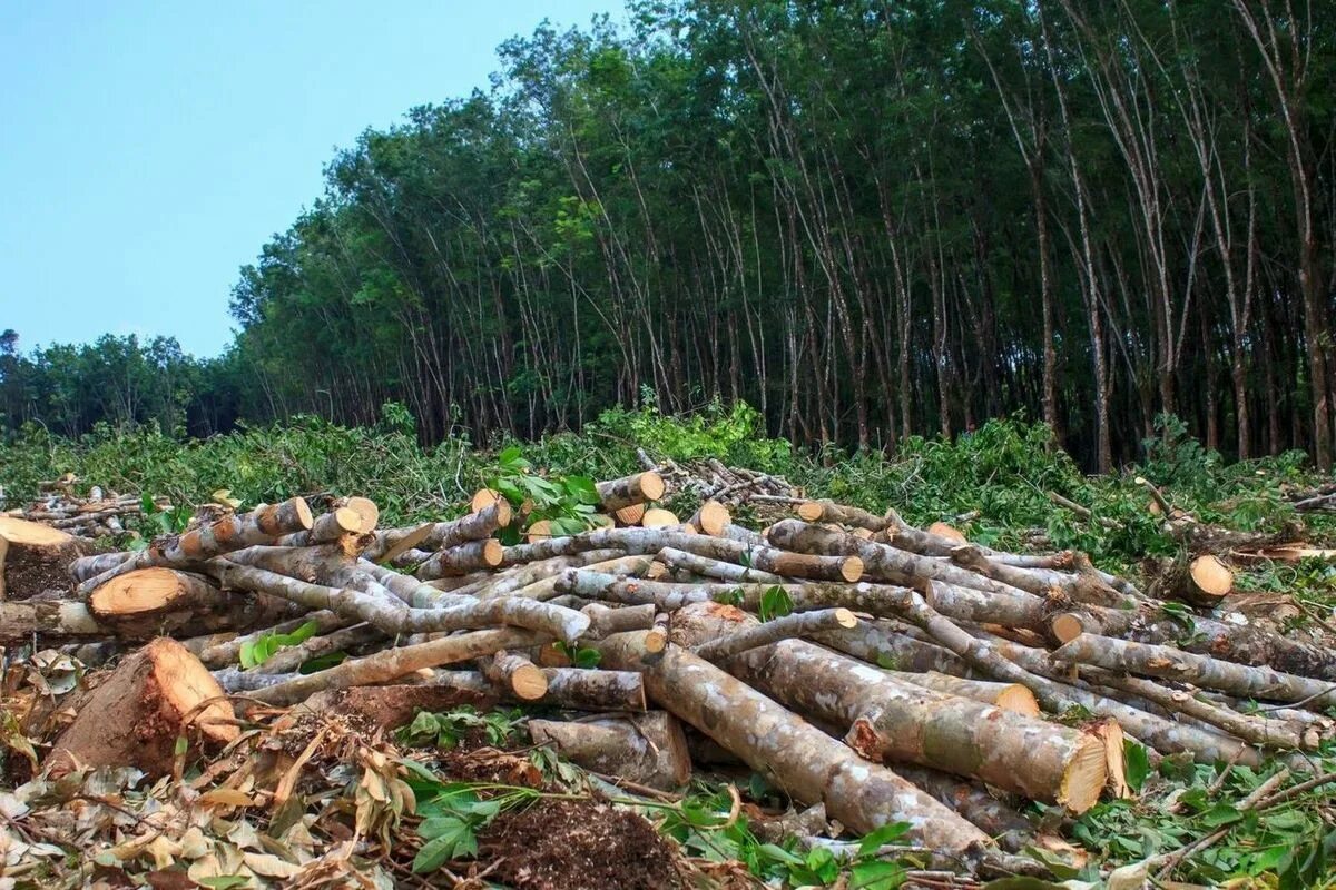 Destroy wildlife. Вырубка лесов. Загрязнение и вырубка лесов. Глобальная вырубка лесов. Вырубка леса экология.