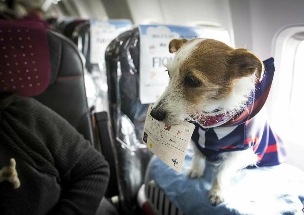 Можно перевозить собак в самолете. Собака в самолете. Животные в салоне самолета. Собака в салоне самолета. Перевоз животных в самолете.