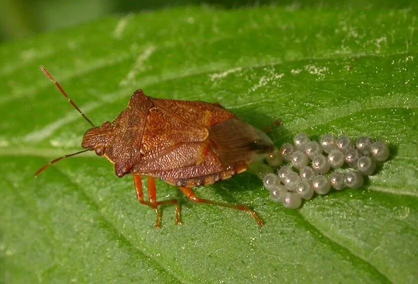 Как выглядит самка клопа. Podisus maculiventris. личинка клопа щитника. жук клоп черепашка. яйца клопа щитника.