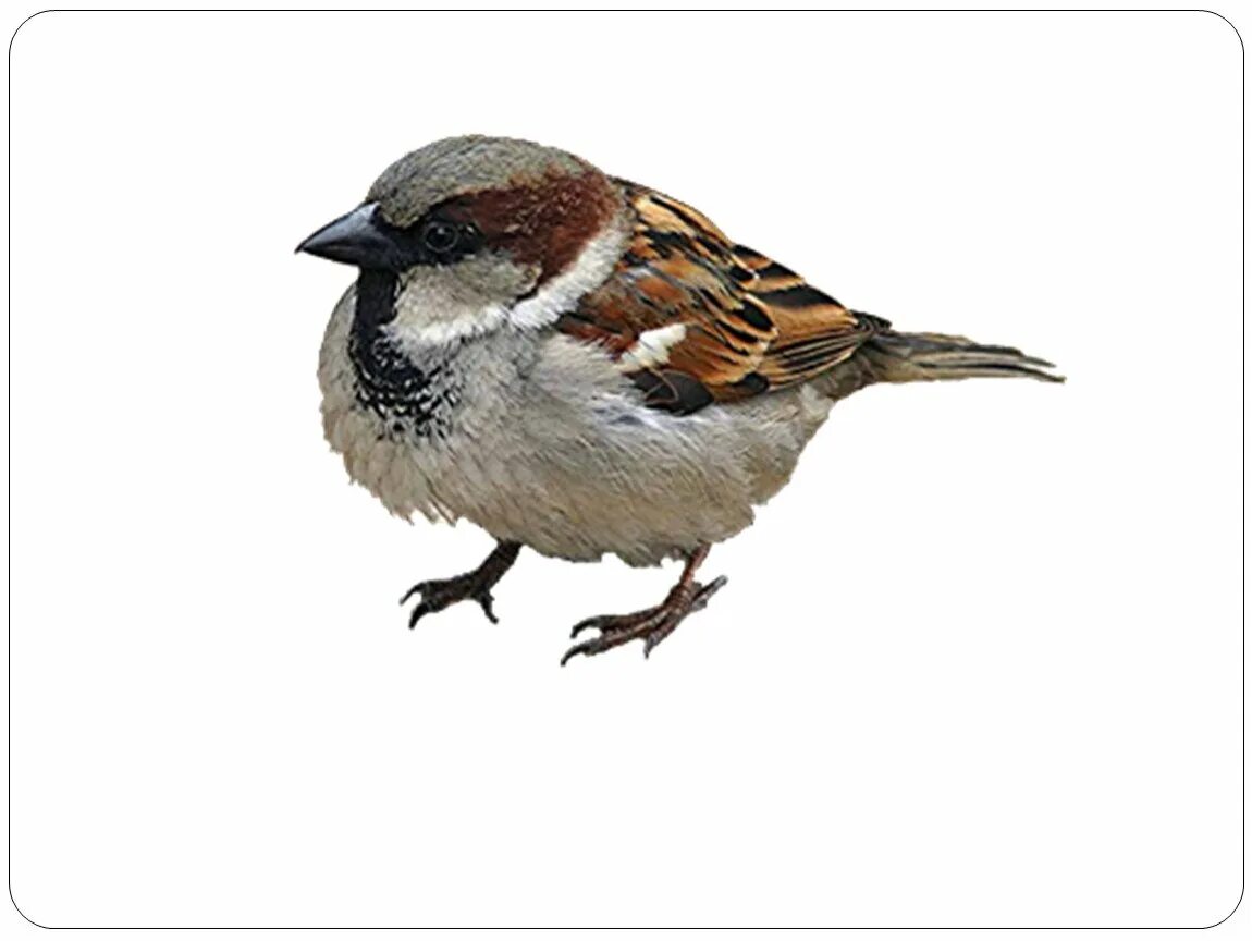 Воробей чирик. Chig`iriq. Воробей чирикает. Изображение воробья. Чик воробей.