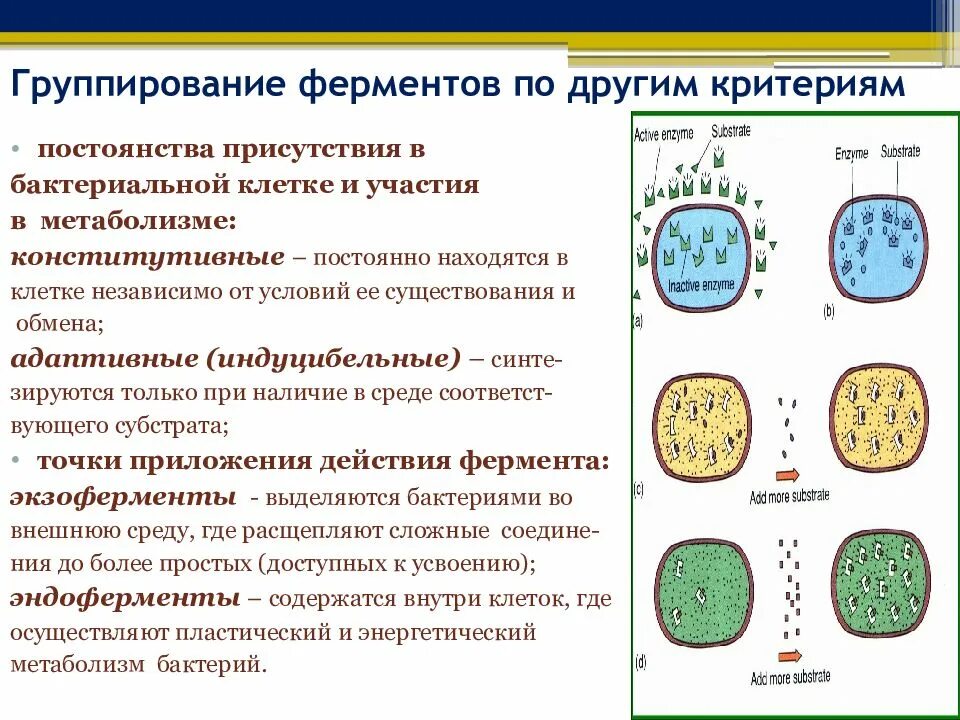 Обмен веществ и энергии бактерий. Типы метаболизма бактерий. Адаптивные ферменты бактерий. Метаболизм бактерий конструктивный и энергетический. Энергетический метаболизм бактерий.