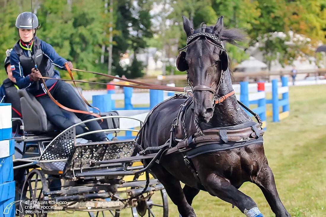 Driving horse