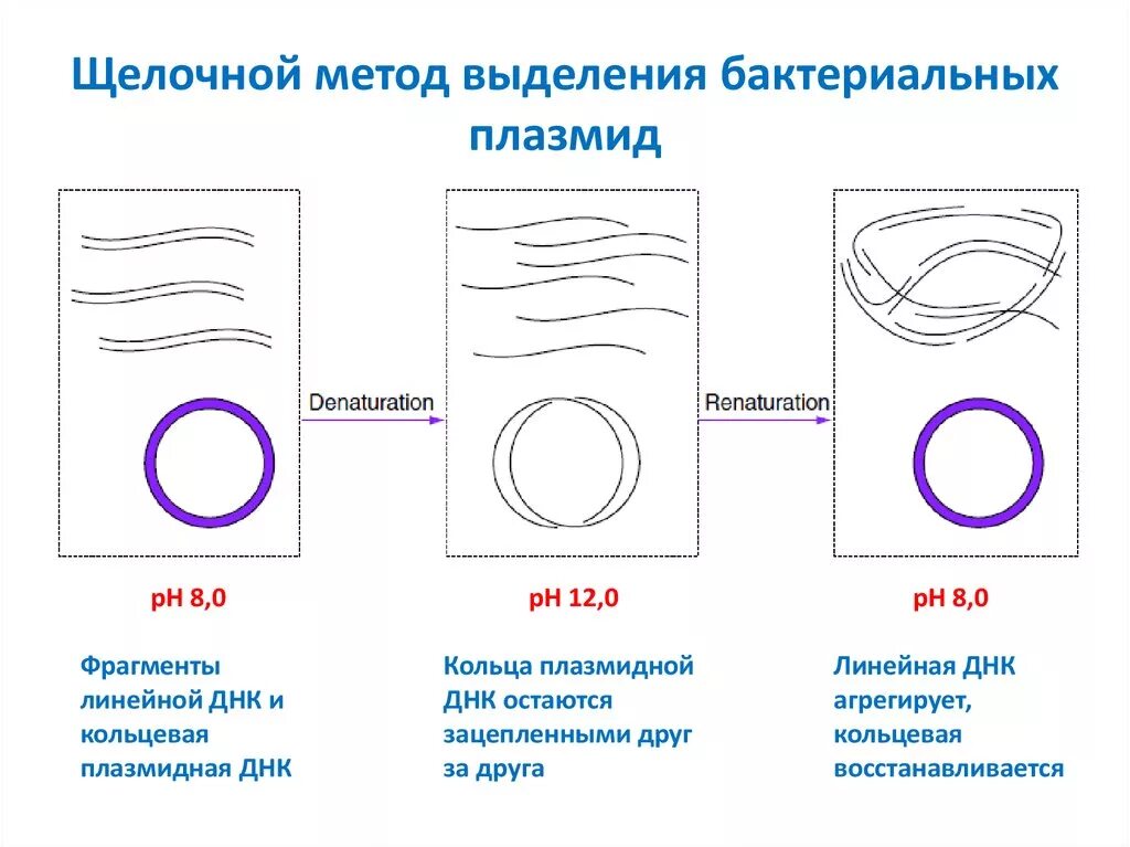 Обработка плазмидами. Методы выделения плазмидной ДНК. Выделение плазмидной ДНК из бактериальных клеток. Выделение плазмидной ДНК щелочным методом. Выделение плазмидной ДНК методом щелочного лизиса.