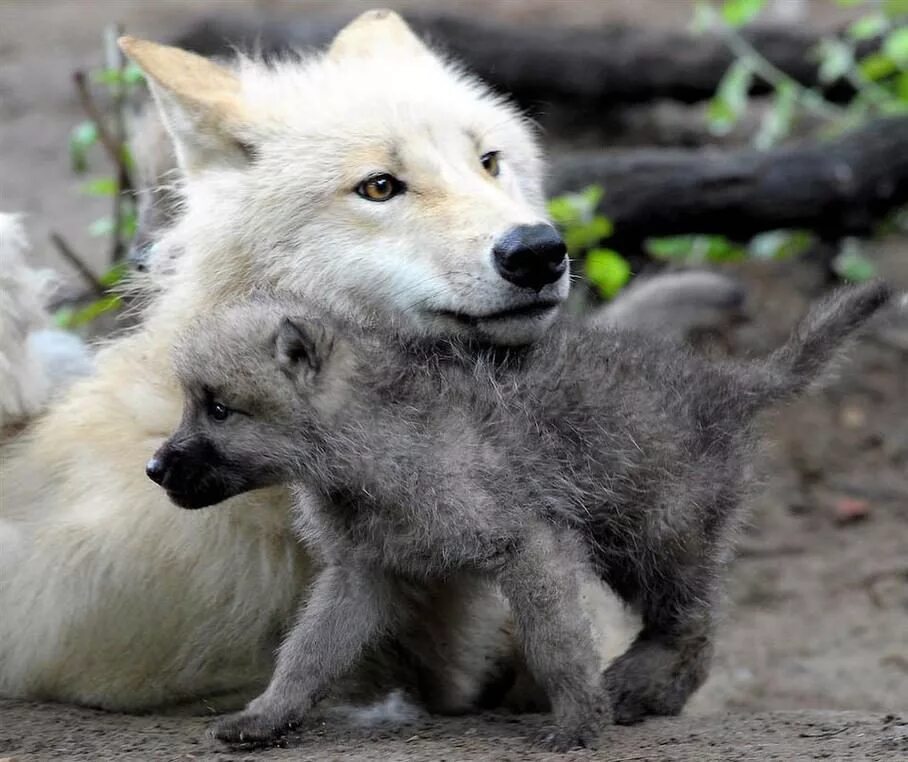 Волчица не позабывшая ребячьих своих забав. Волчонок Волков. Волк волчица и Волчонок. Про маленького волчонка. Волк с волчатами.