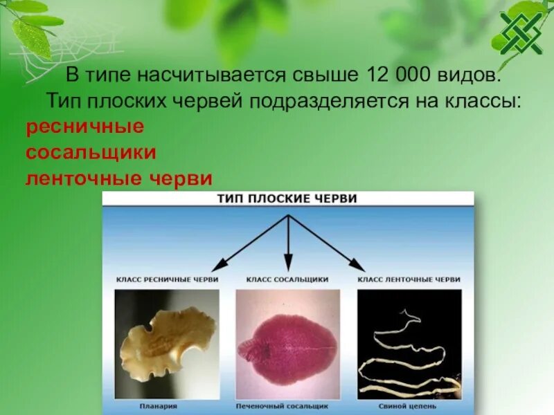 Плоские черви примеры названия. Тип плоские черви 7 класс. Тип плоские черви класс Ресничные черви 7 класс. Тип плоских червей типы. Классы Ресничные, сосальщики, ленточные черви..