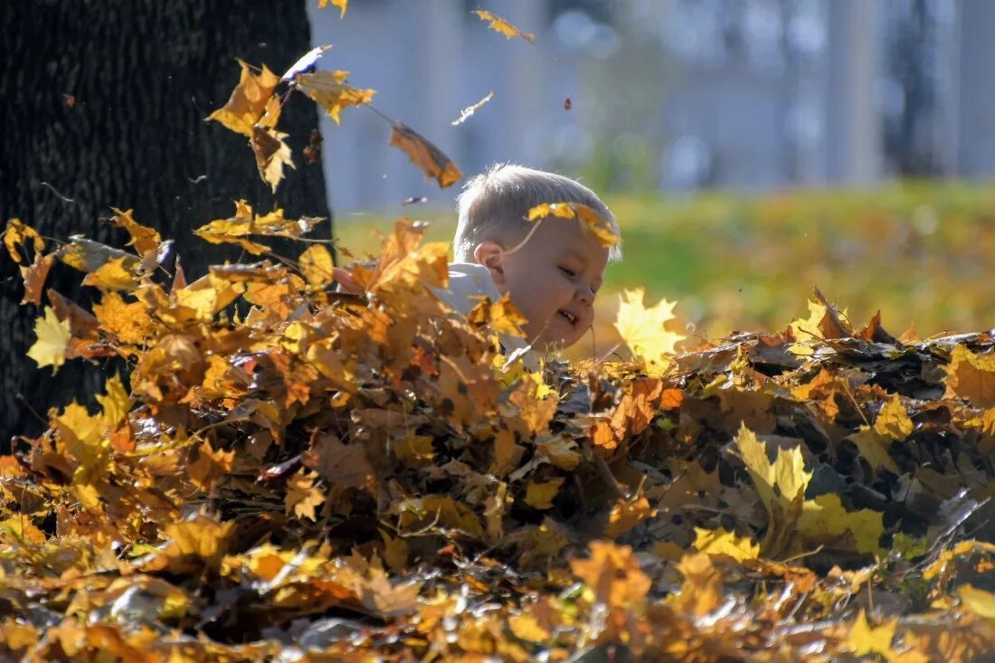 какой теплый октябрь. клен 50 лет. какой теплый октябрь. какой теплый октябрь. с первым днем осени.