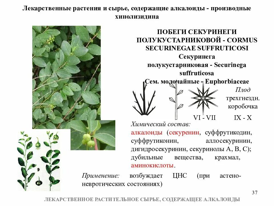 Лекарственное растительное сырье характеристика. Тропические лекарственные растения содержащие алкалоиды. Алкалоиды в ЛРС. Отпуска ЛРС содержащего алкалоиды. Лекарственное сырье содержащее алкалоиды.