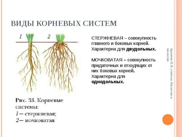 Мочковатая корневая система это в биологии 6 класс. Таблица биология мочковатая корневые системы. Строение стержневой и мочковатой корневых систем. Стержневая и мочковатая корневая система.