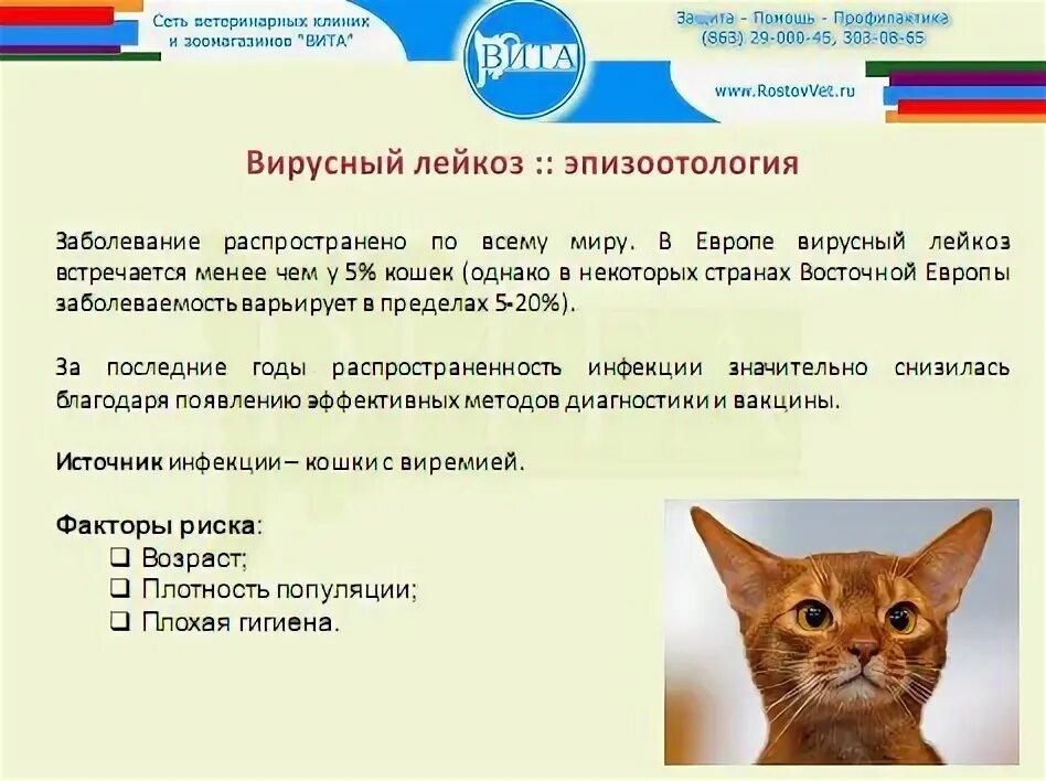 Лейкоз у кошек и котов