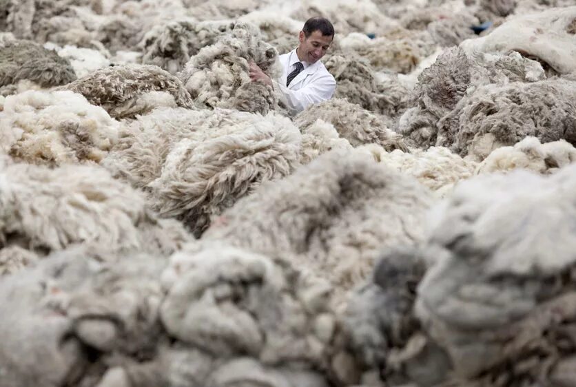 сбор шерсти с овец. первая шерсть овцы. овечья шерсть текстура. натуральная овечья шерсть. шерсть овцы.