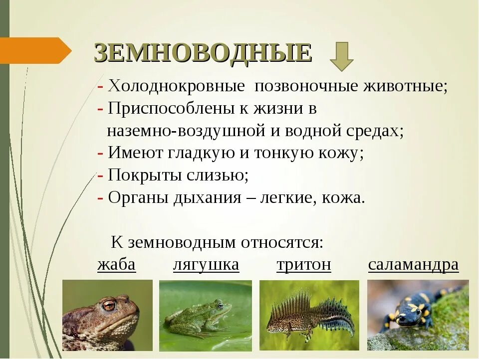 Группа животных земноводные примеры Виды земноводных список