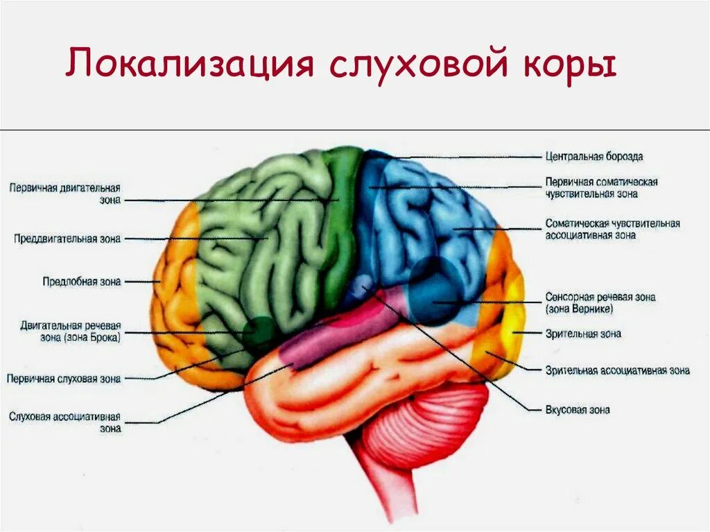 Слуховой центр коры мозга. Слуховая зона коры. Первичная слуховая зона.