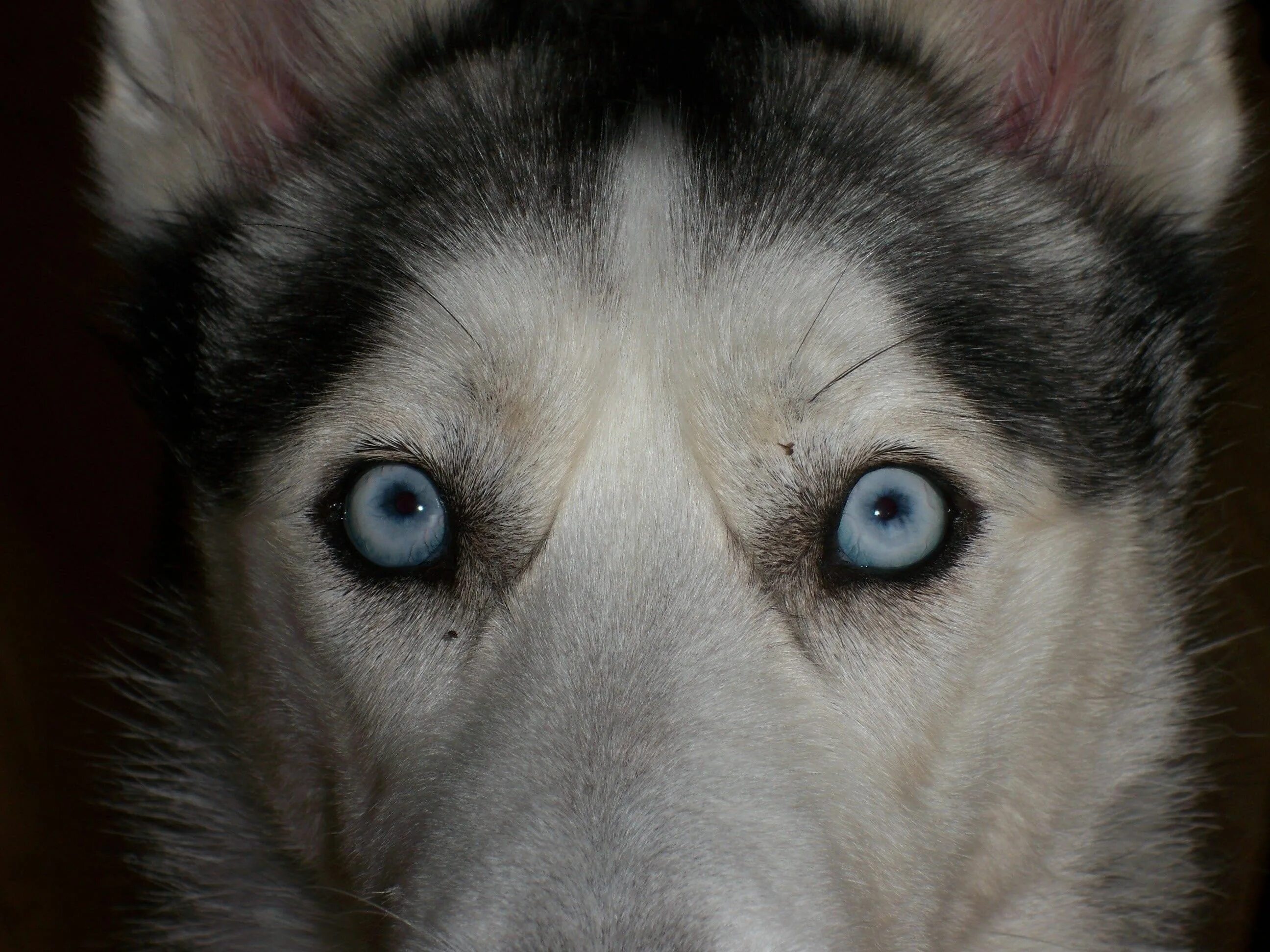 Глаза голубой собаки читать. Гетерохромия у собак хаски. Разноглазый маламут. Сибирский хаски. Хаски разноглазые.
