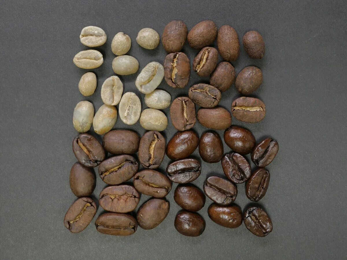 Арабика Робуста Либерика. Кофе Roasted Coffee Beans. Сорта кофе Арабика, Робуста, Либерика и Эксцельза. Кофе зерновой Арабика и Робуста.