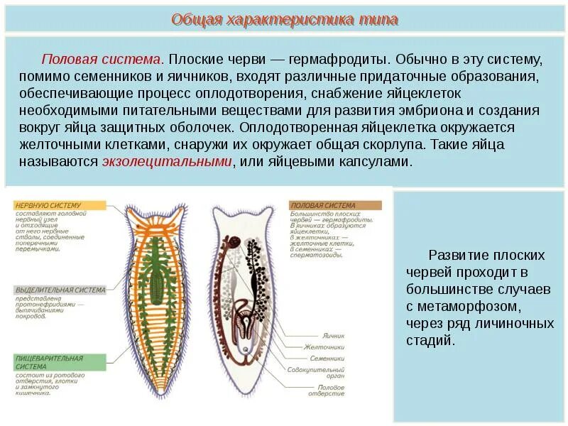 Какая ткань у плоских червей. Тип плоские черви (plathelminthes). Половая система плоских червей 7 класс биология. Половая система система плоских червей 7 класс. Половая система червей 7 класс биология.