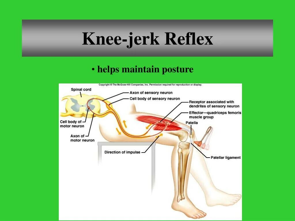 Sweating Reflex Arc.