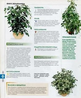 Фикус состав