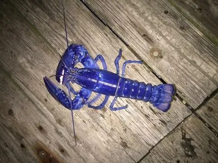 Crayfish 1.16 5