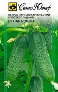 Огурцы паратунка описание
