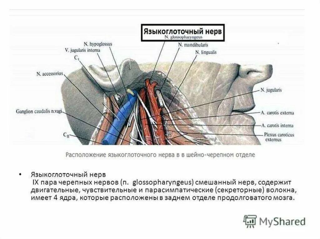 Языкоглоточный блуждающий нерв. Языкоглоточный нерв чувствительные волокна. Ядра языкоглоточного нерва анатомия. IX пара, языкоглоточный нерв. Языкоглоточный нерв Неттер.