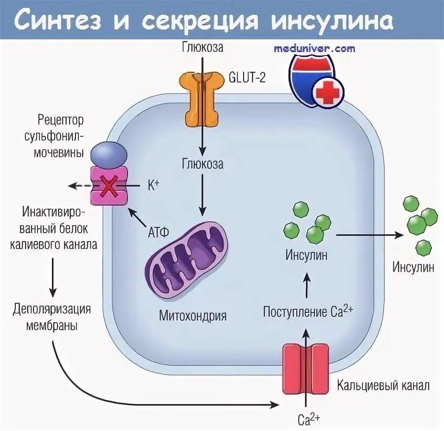 Синтез инсулина процесс. Синтез и секреция инсулина. Схема синтеза и секреции инсулина. Синтез инсулина какая секреция. Синтез и секрецию инсулина активируют.