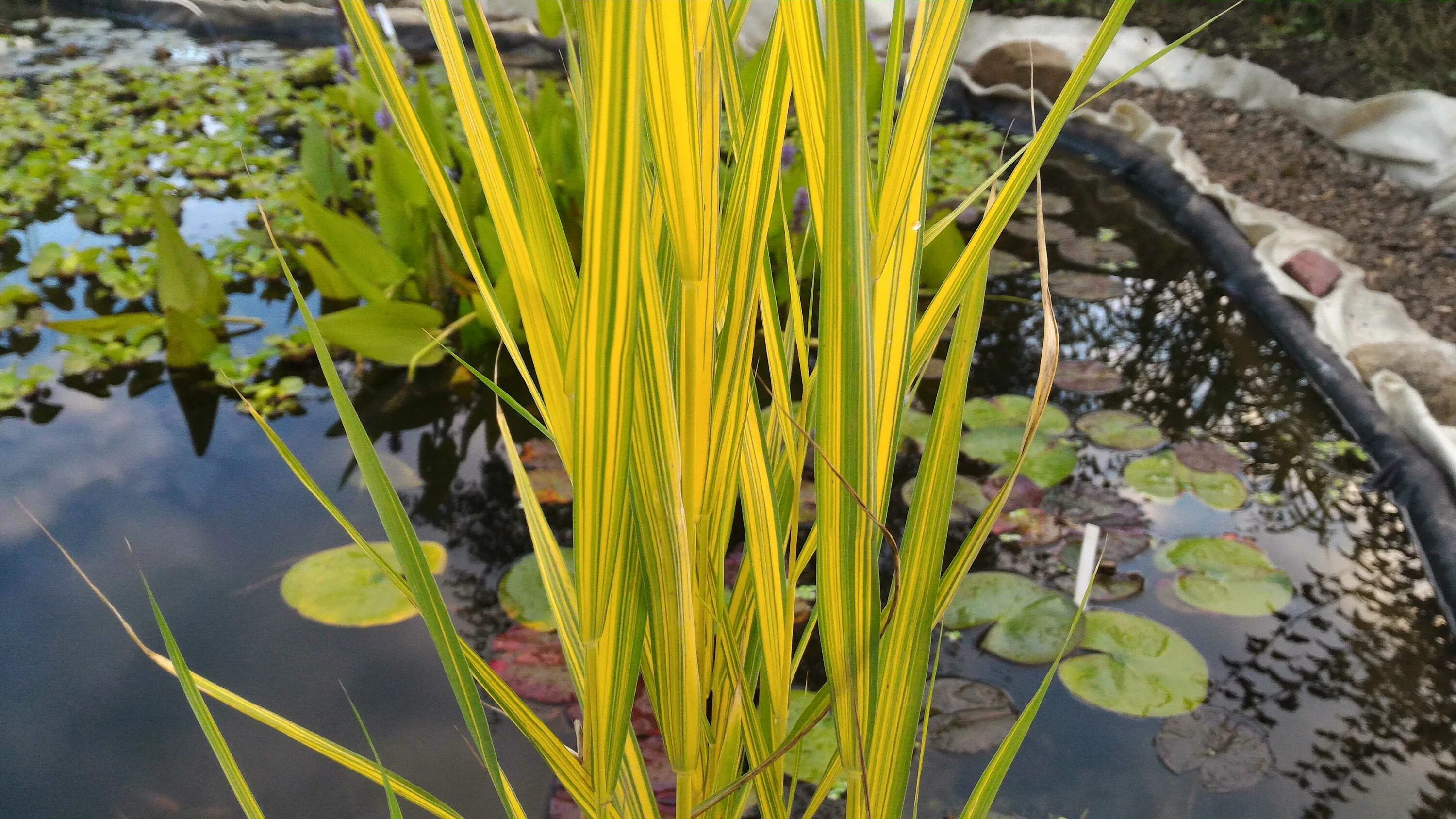 Луговые водные прибрежные растения. АИР болотный variegatus. Phragmites Australis variegatus. Тростник австралийский. Тростник Южный variegatus.