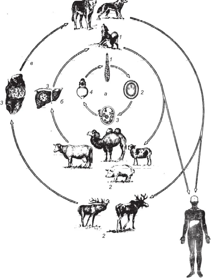 Можно ли считать человека промежуточным хозяином эхинококка. Цикл развития эхинококка. Цикл развития эхинококка схема. Эхинококкоз жизненный цикл. Echinococcus granulosus жизненный цикл.