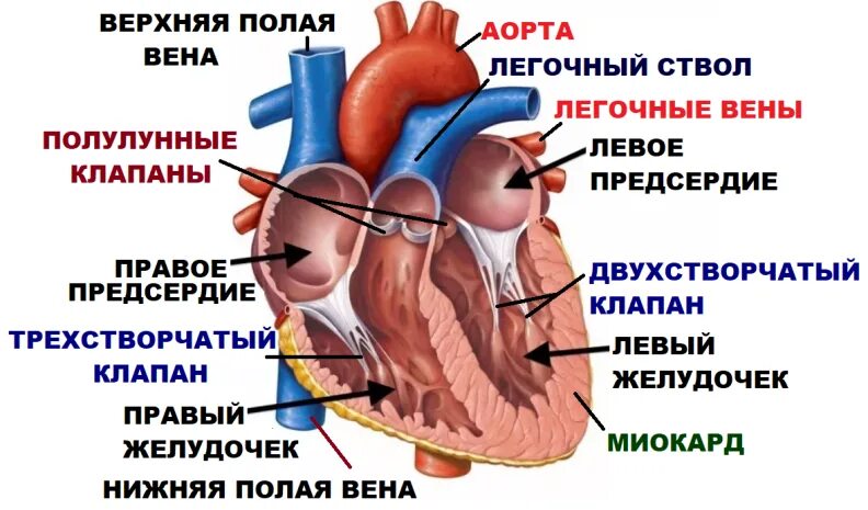 Строение сердца 4 камеры. Строение сердца камеры сердца. Внутреннее строение сердца камеры сердца. Камеры сердца схема.