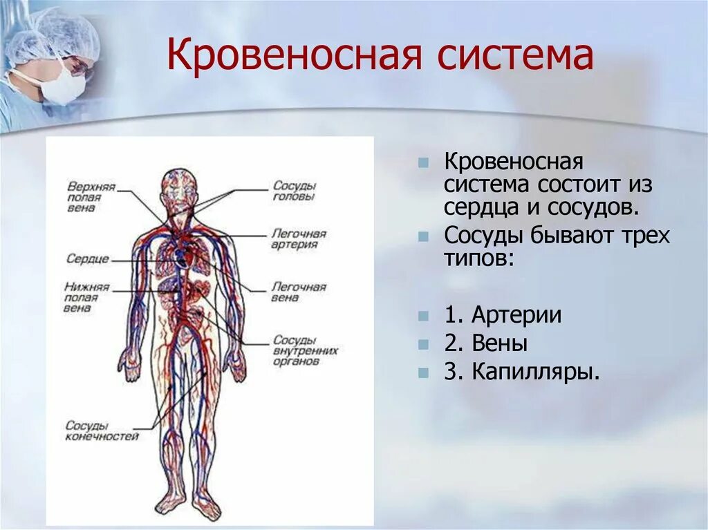 Схема строения кровеносной системы человека биология 8 класс. Кровеносная система человека состоит из органов 3 класс. Кровеносная система человека анатомия 8 класс. Строение кровяной системы человека.
