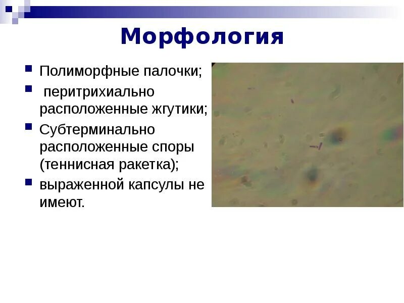 Морфология дифтерии микробиология. Грамотрицательные изогнутые палочки. Грамположительные палочки клостридии. Полиморфная палочка. Кишечная палочка морфология и тинкториальные свойства.