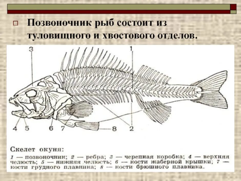 Отделы скелета костных рыб. Отделы позвоночника костных рыб. Позвоночник костистых рыб. Позвоночник костных рыб. Какие отделы тела имеет рыба