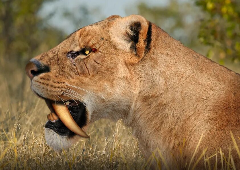 Smilodon. Смилодон популятор. Смилодон смертоносный. Махайрод. Смилодон Грацилис.