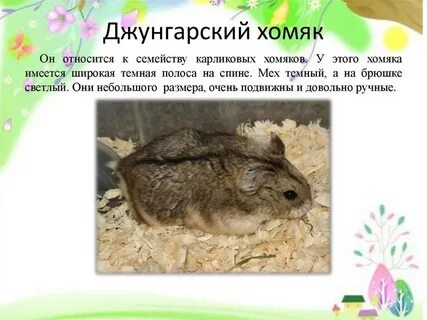 Хомяк есть ли смысл