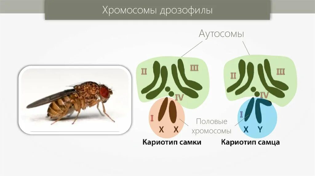 Половые хромосомы самки дрозофилы. Плодовая Муха половые хромосомы. Набор хромосом плодовой мушки. Половые хромосомы мухи дрозофилы. Отличие хромосомного набора самца от набора самки