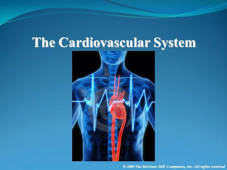 The cardiovascular System 1. Cardiovascular System по русски. Cardiovascular System conclusion. Cardiovascular system