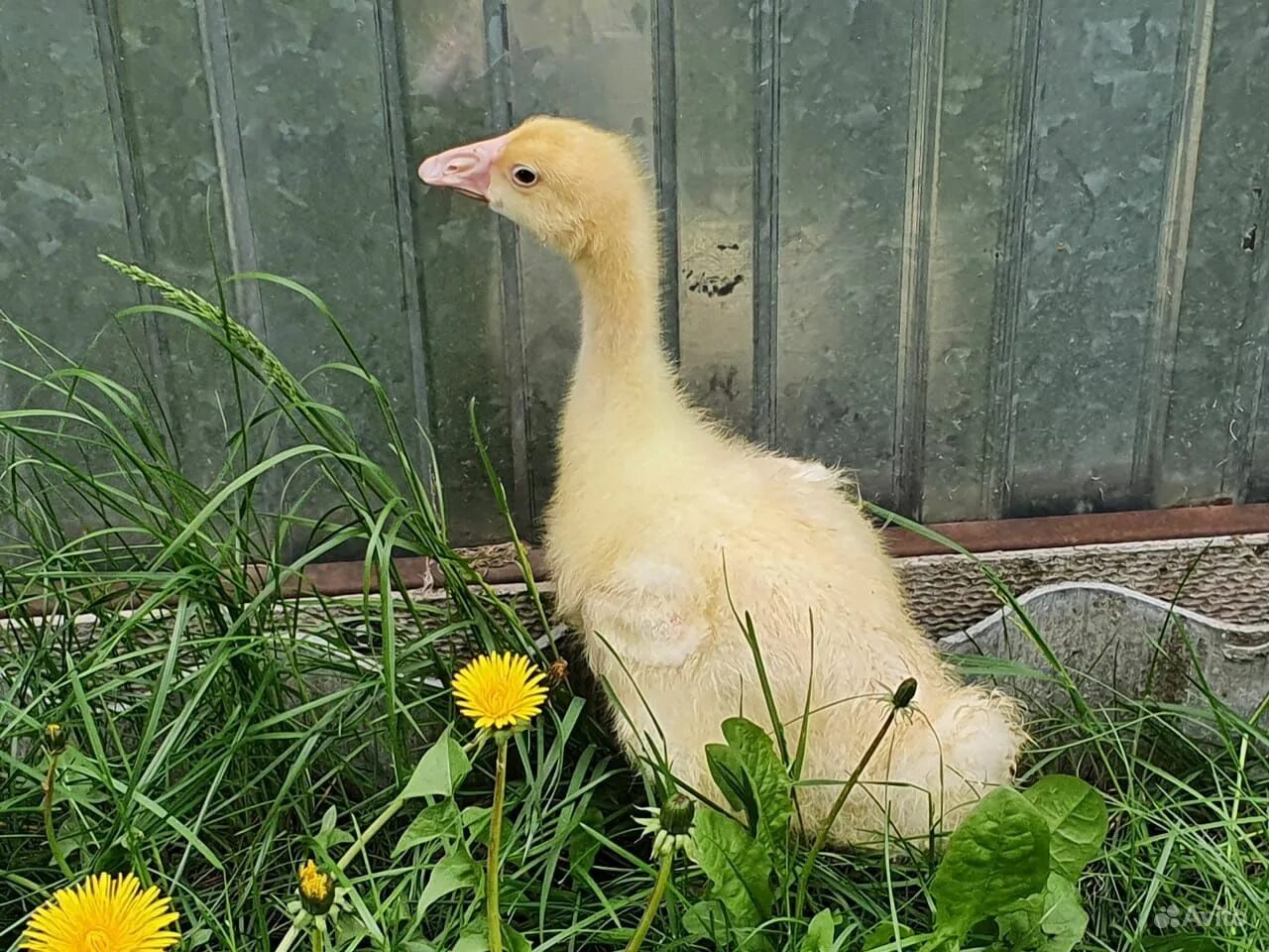 утка белая. утки породы ст5. описание утки. утята st5. утята ст5.