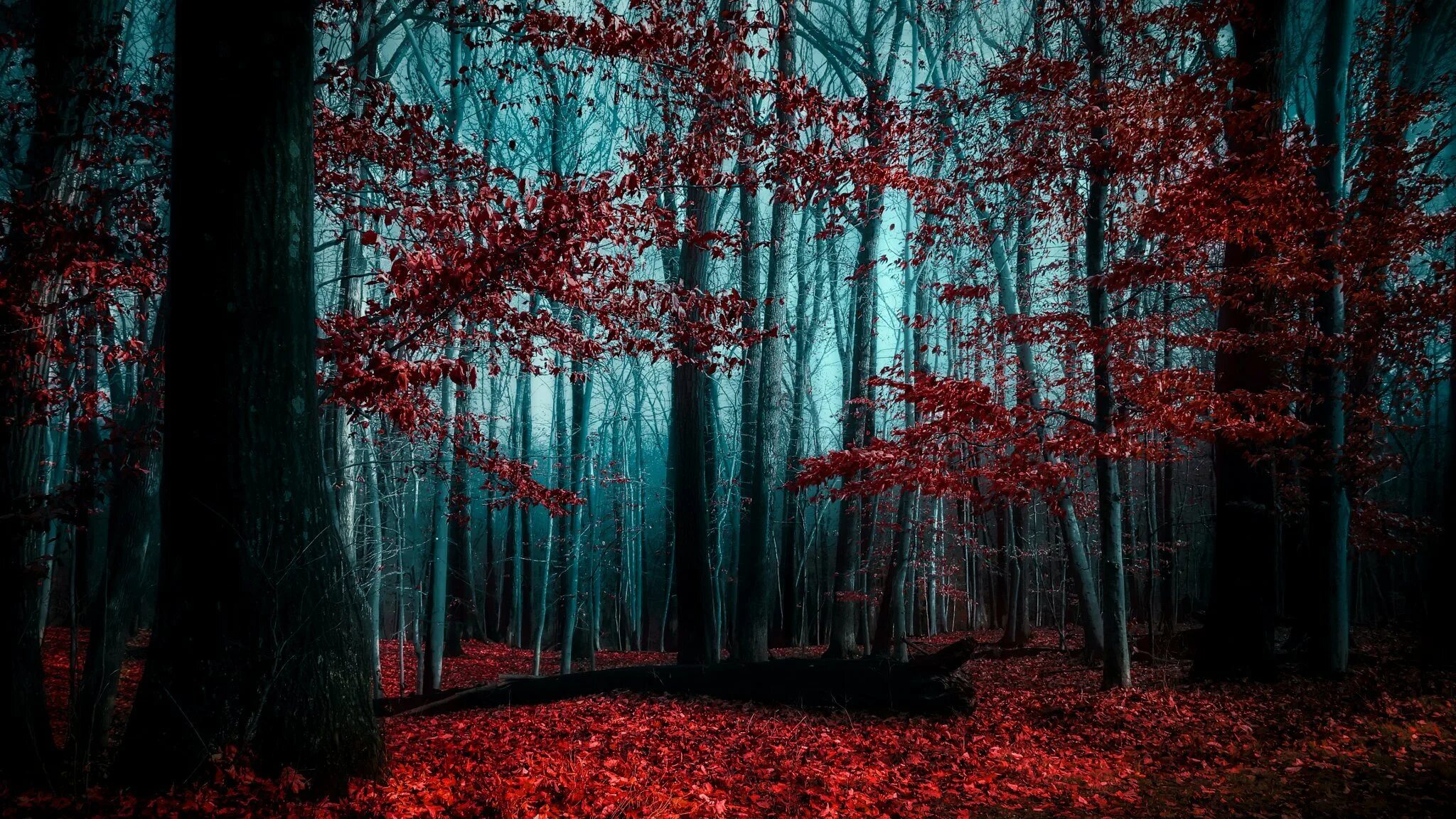 Красный лес участок. Мрачный лес. Красное дерево. Темный лес. Красный лес.
