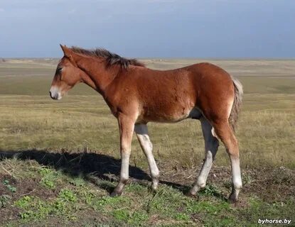 Куфар лошади гомельская область